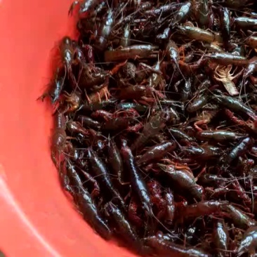 对虾，小龙虾