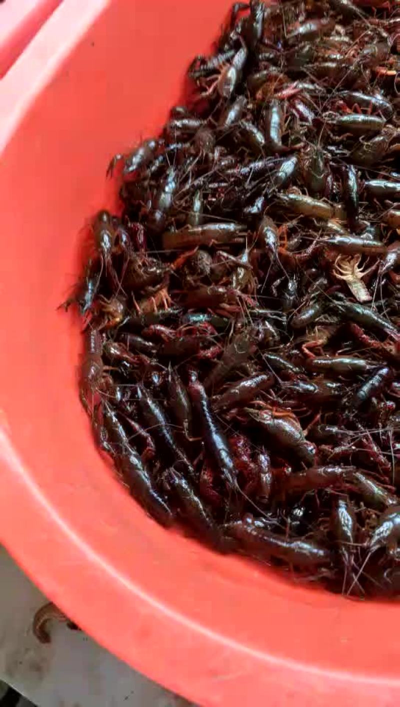 对虾，小龙虾