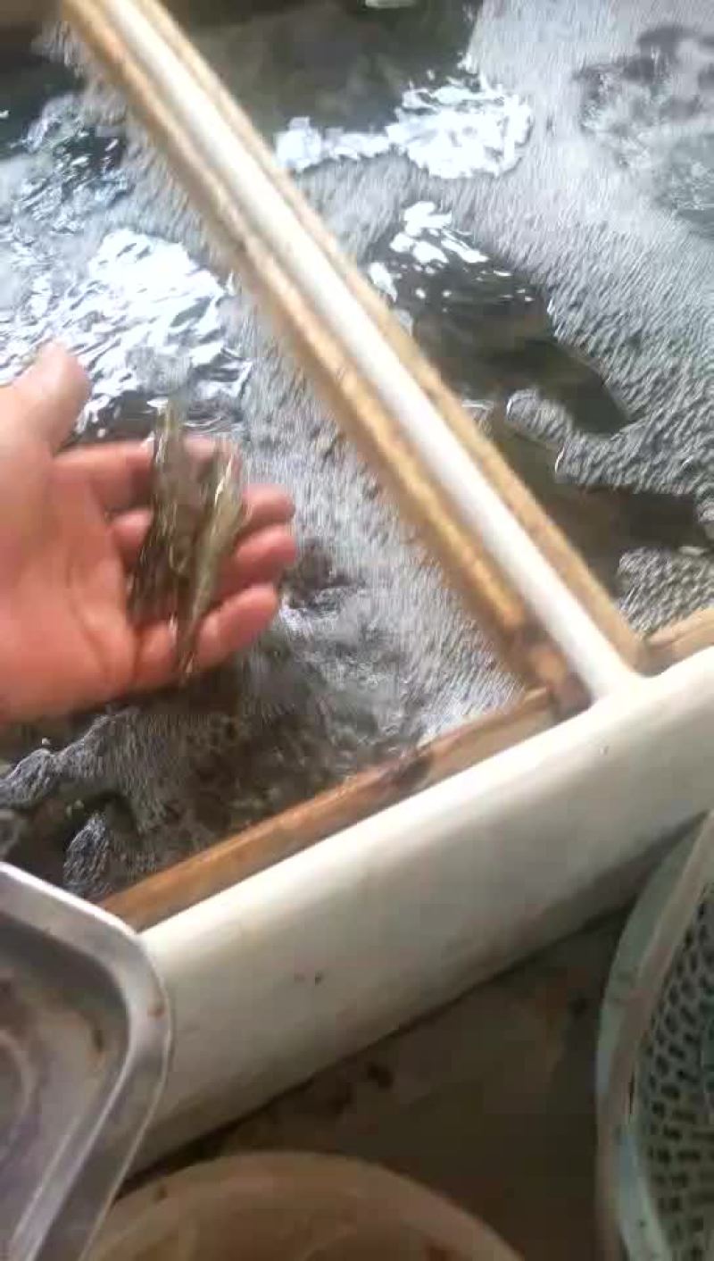对虾，小龙虾