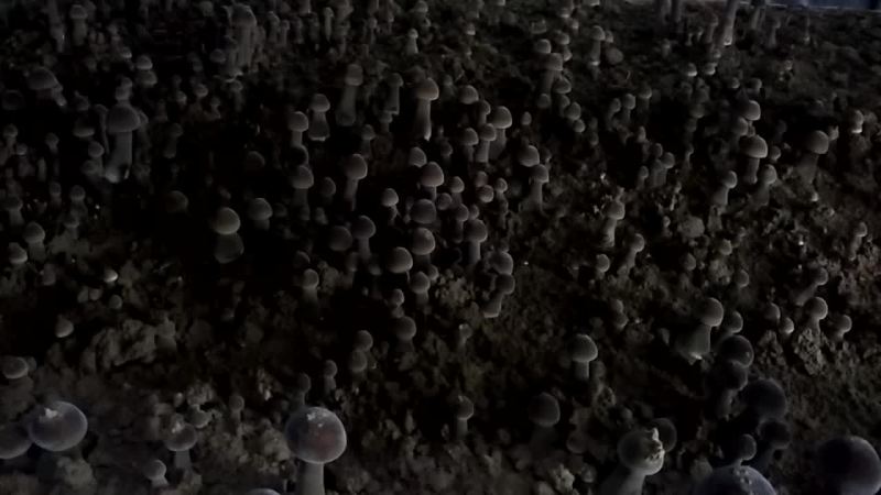 鸡枞菌