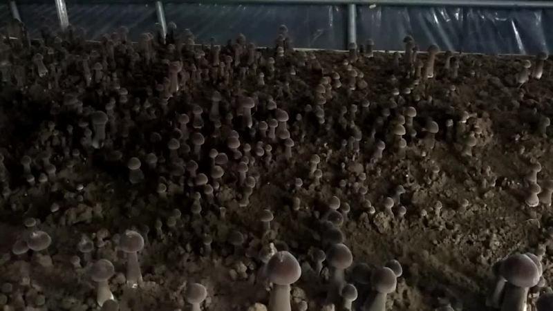 鸡枞菌