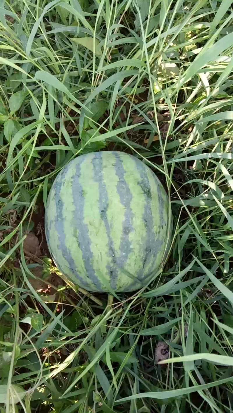 陆地西瓜