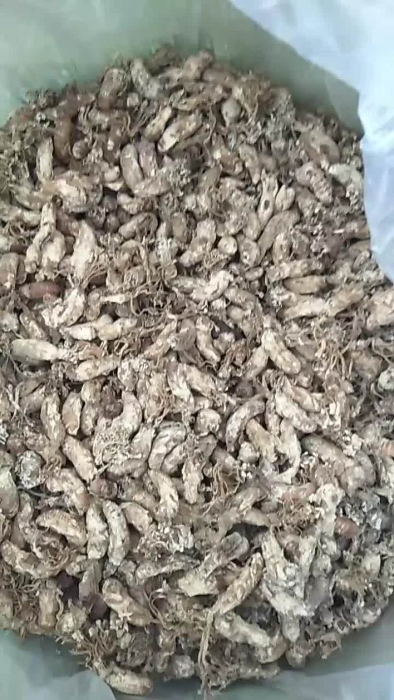 金蝉花供货质量好