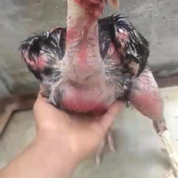越南斗鸡