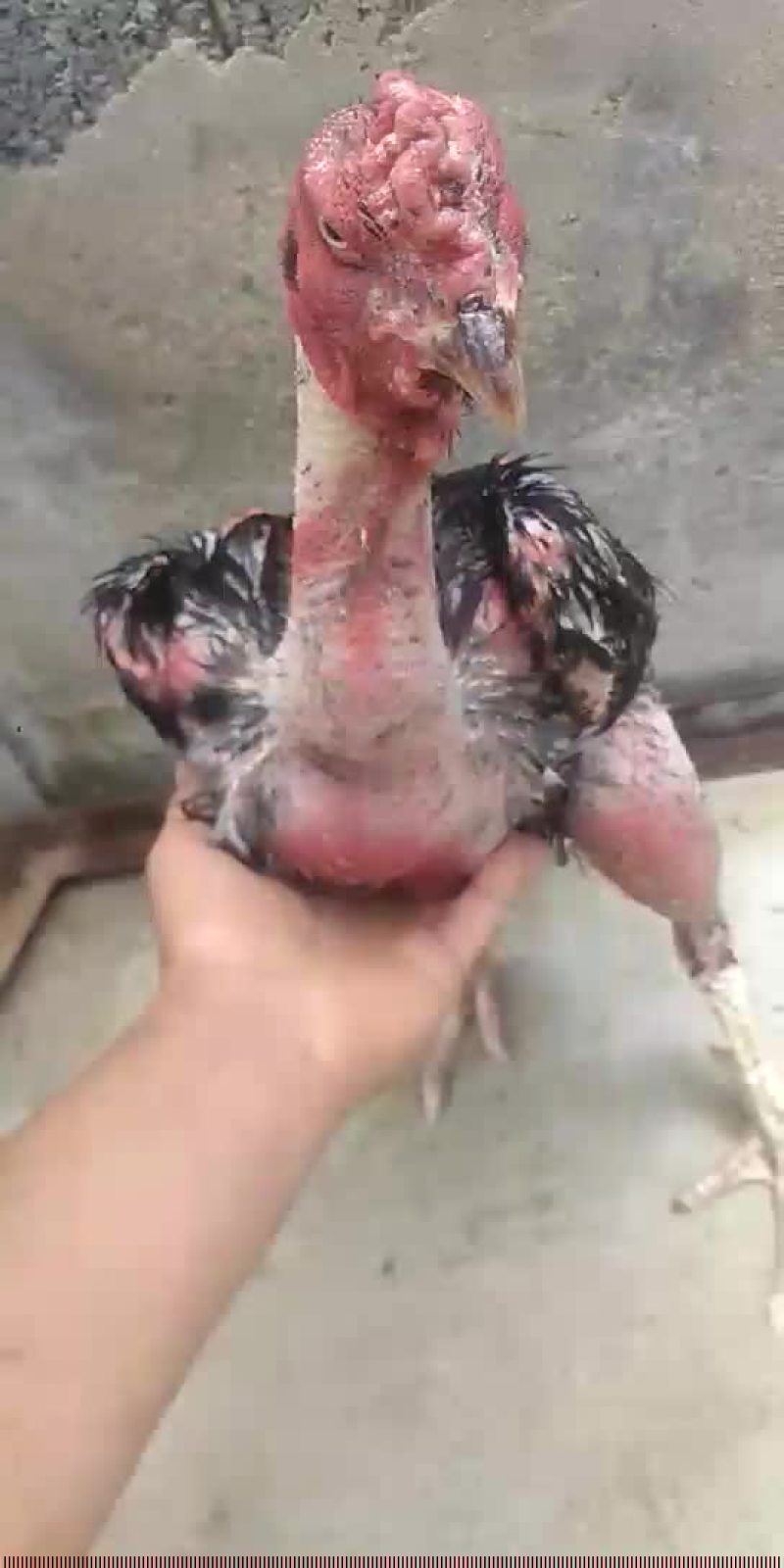 越南斗鸡