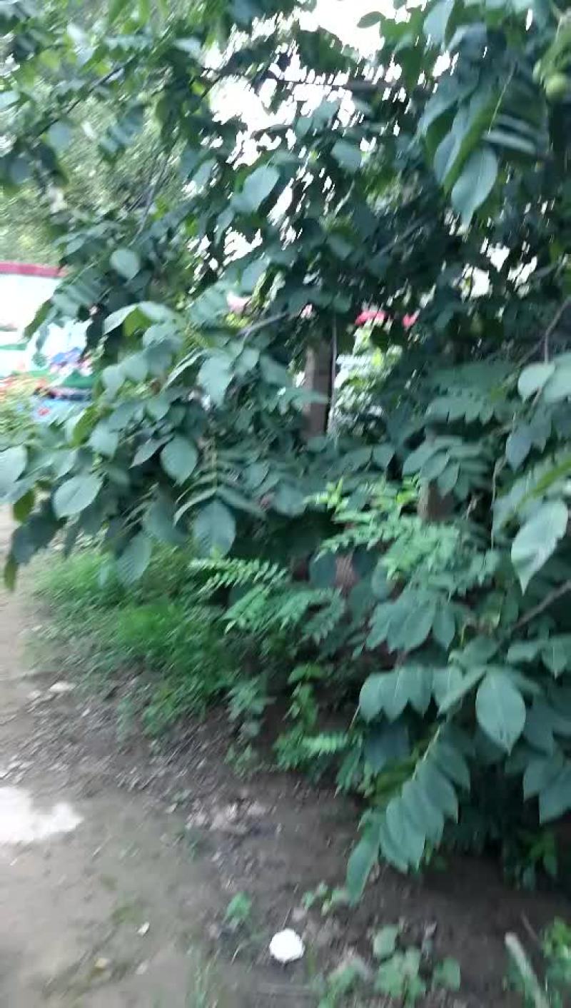 文玩核桃