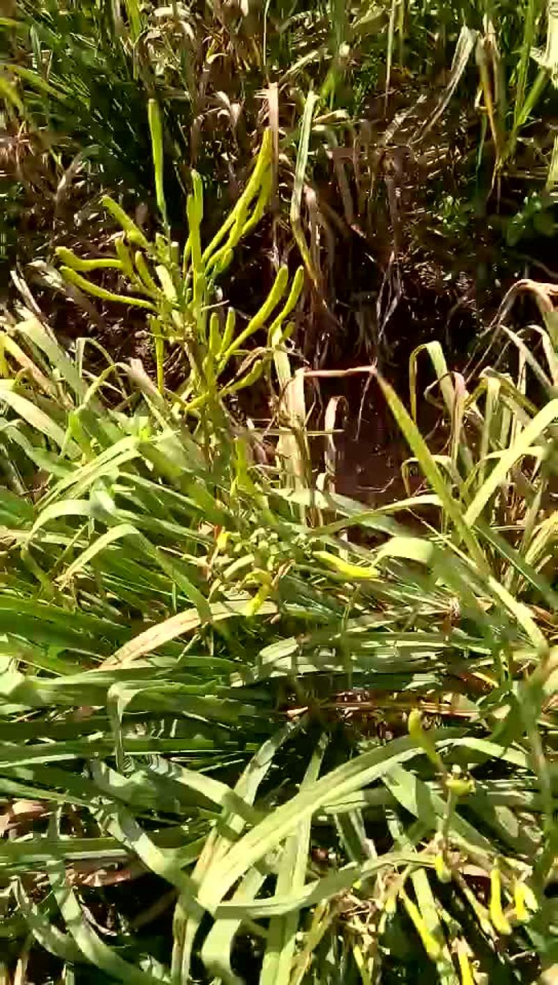 中国黄花菜自家种植没有添加剂
