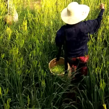 中国黄花菜自家种植没有添加剂