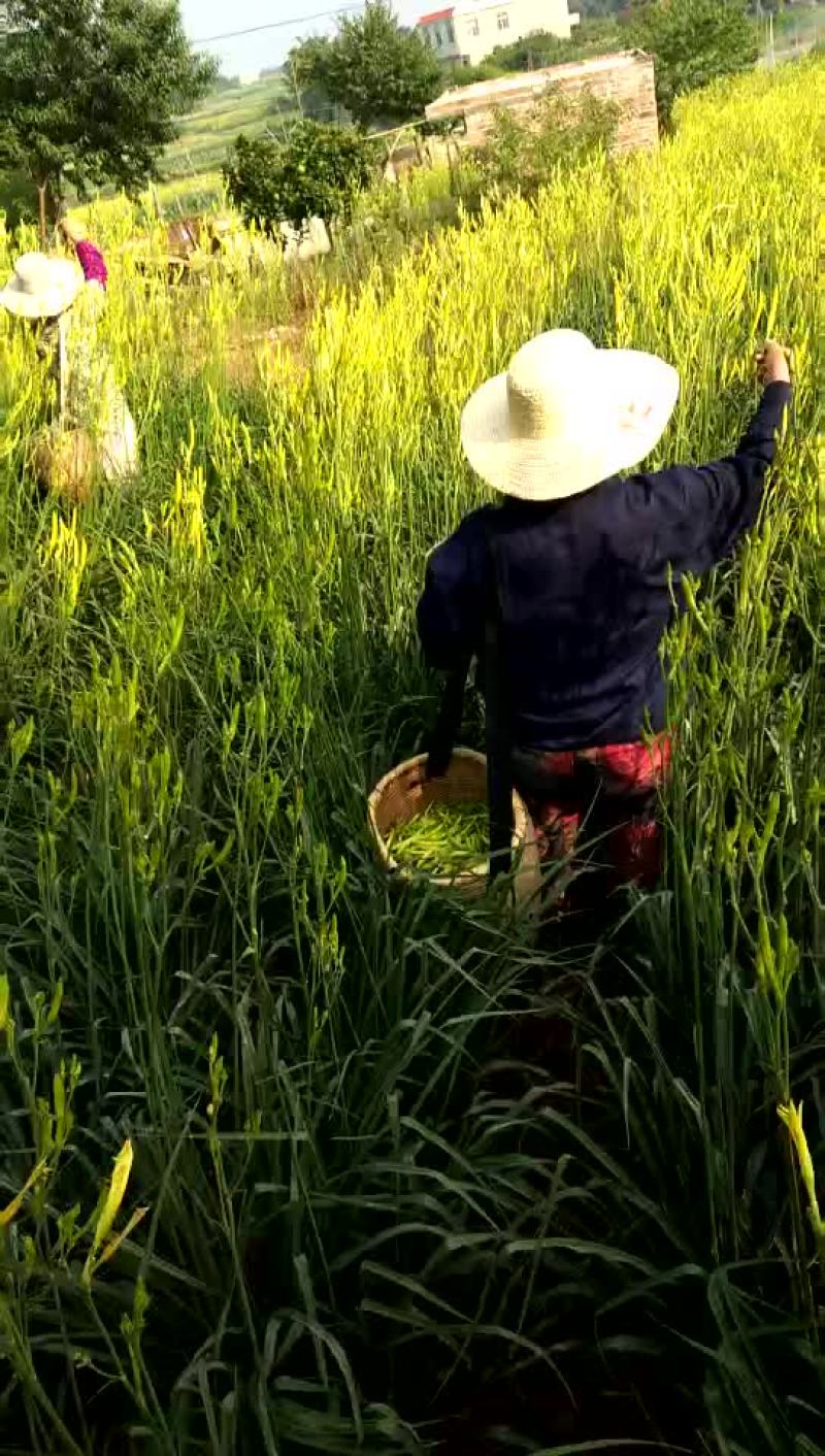 中国黄花菜自家种植没有添加剂
