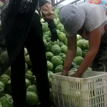 小甘蓝