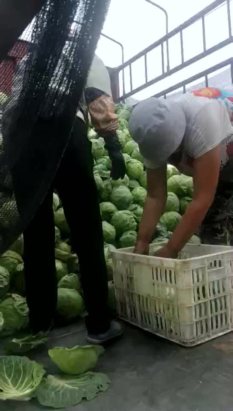 小甘蓝
