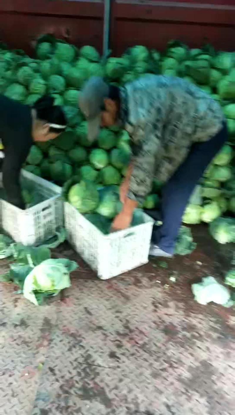小甘蓝