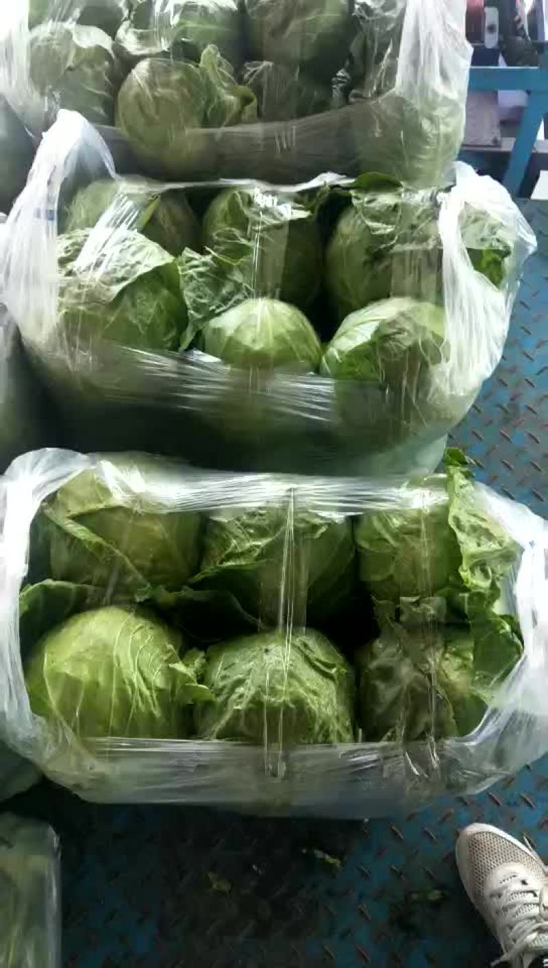 小甘蓝