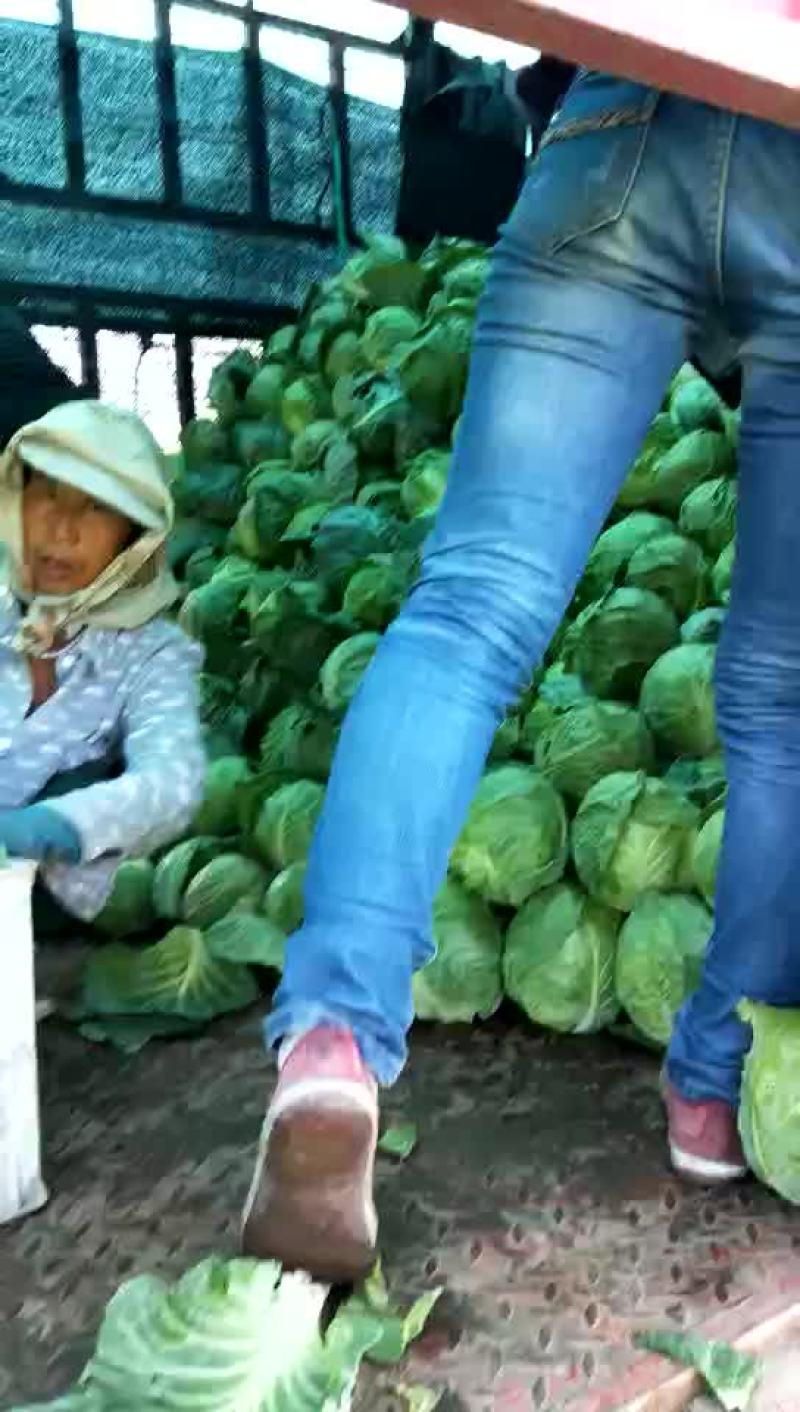 小甘蓝