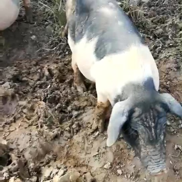 梅花猪，放养式的纯梅花猪