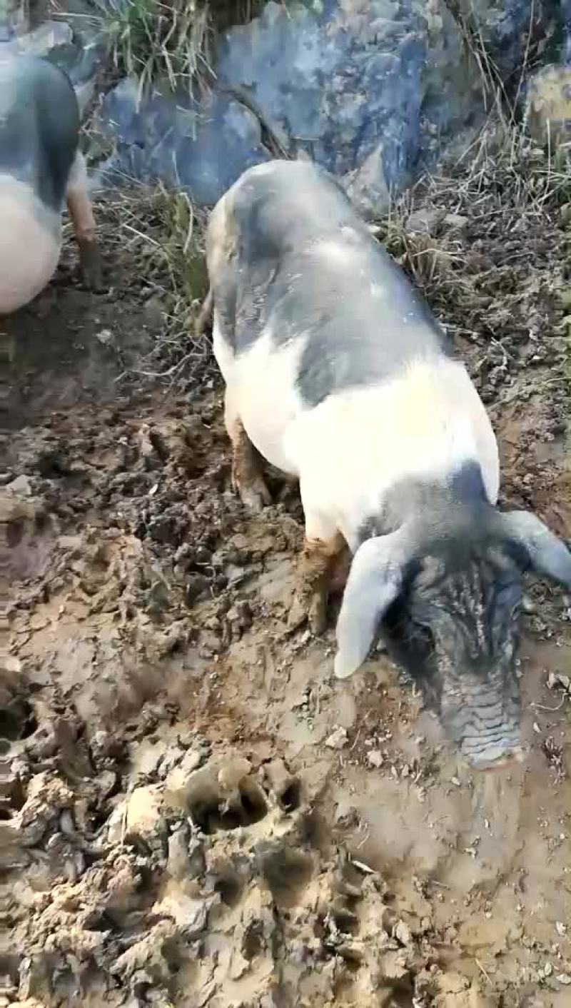 梅花猪，放养式的纯梅花猪