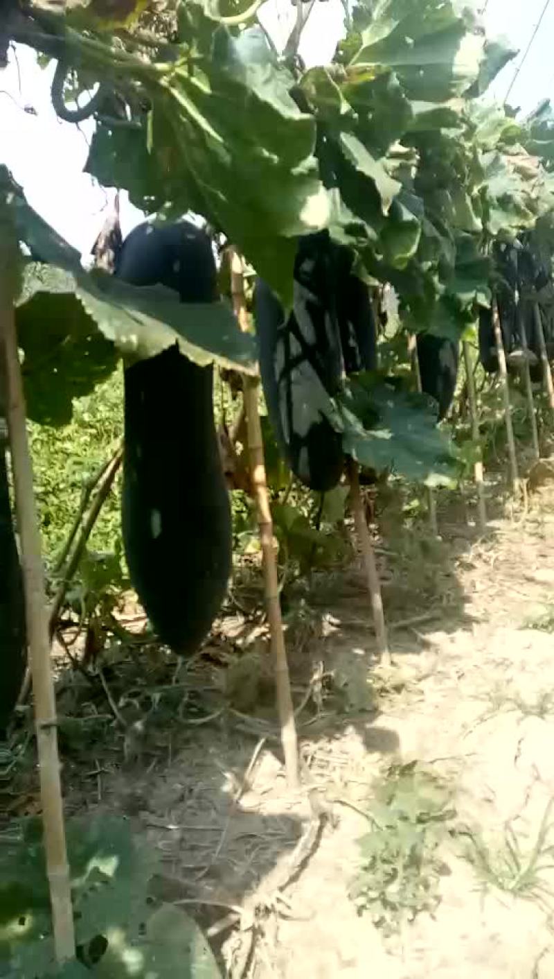 郸城县黑皮东瓜已经大量上市，欢迎老板们来电骚扰啊！