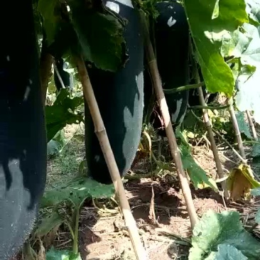 郸城县黑皮东瓜已经大量上市，欢迎老板们来电骚扰啊！