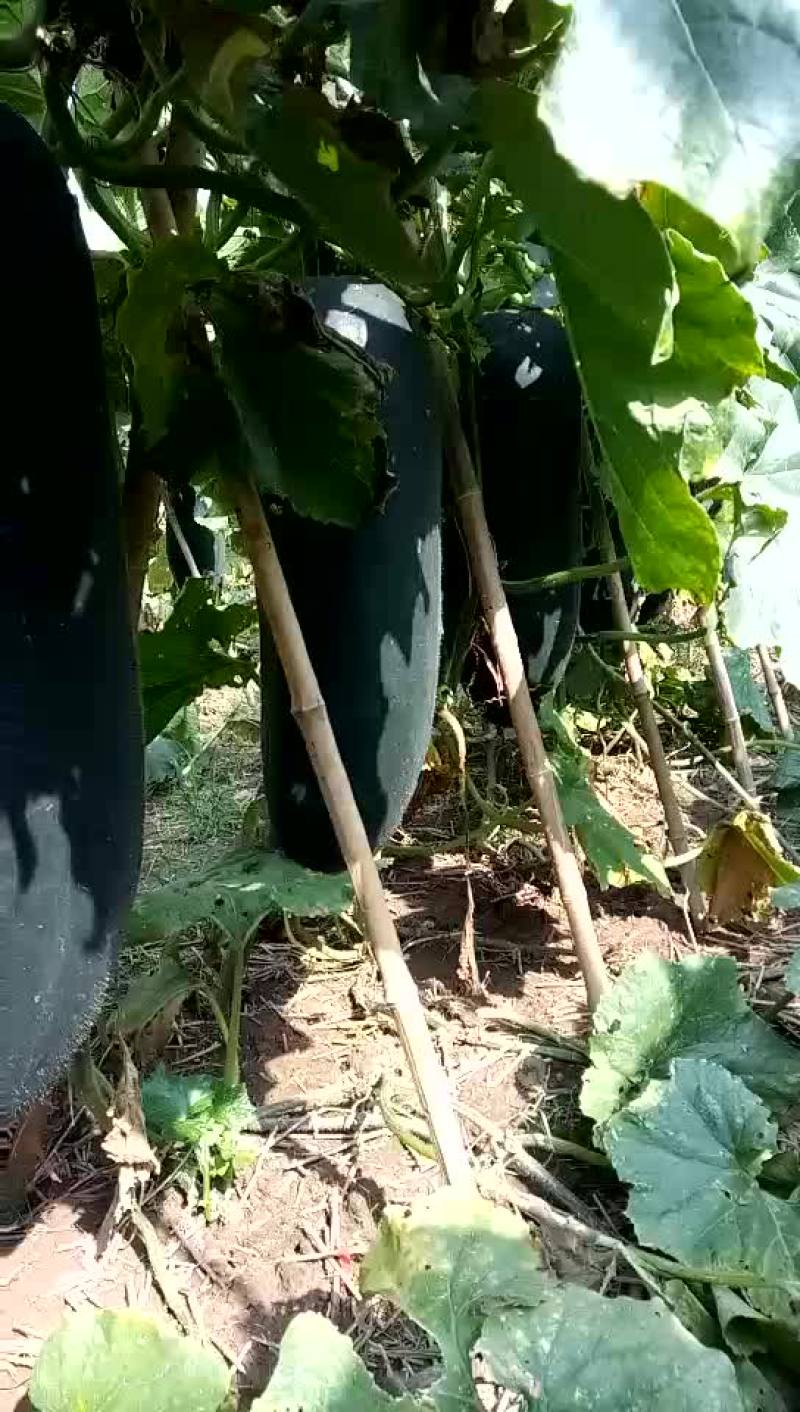 郸城县黑皮东瓜已经大量上市，欢迎老板们来电骚扰啊！