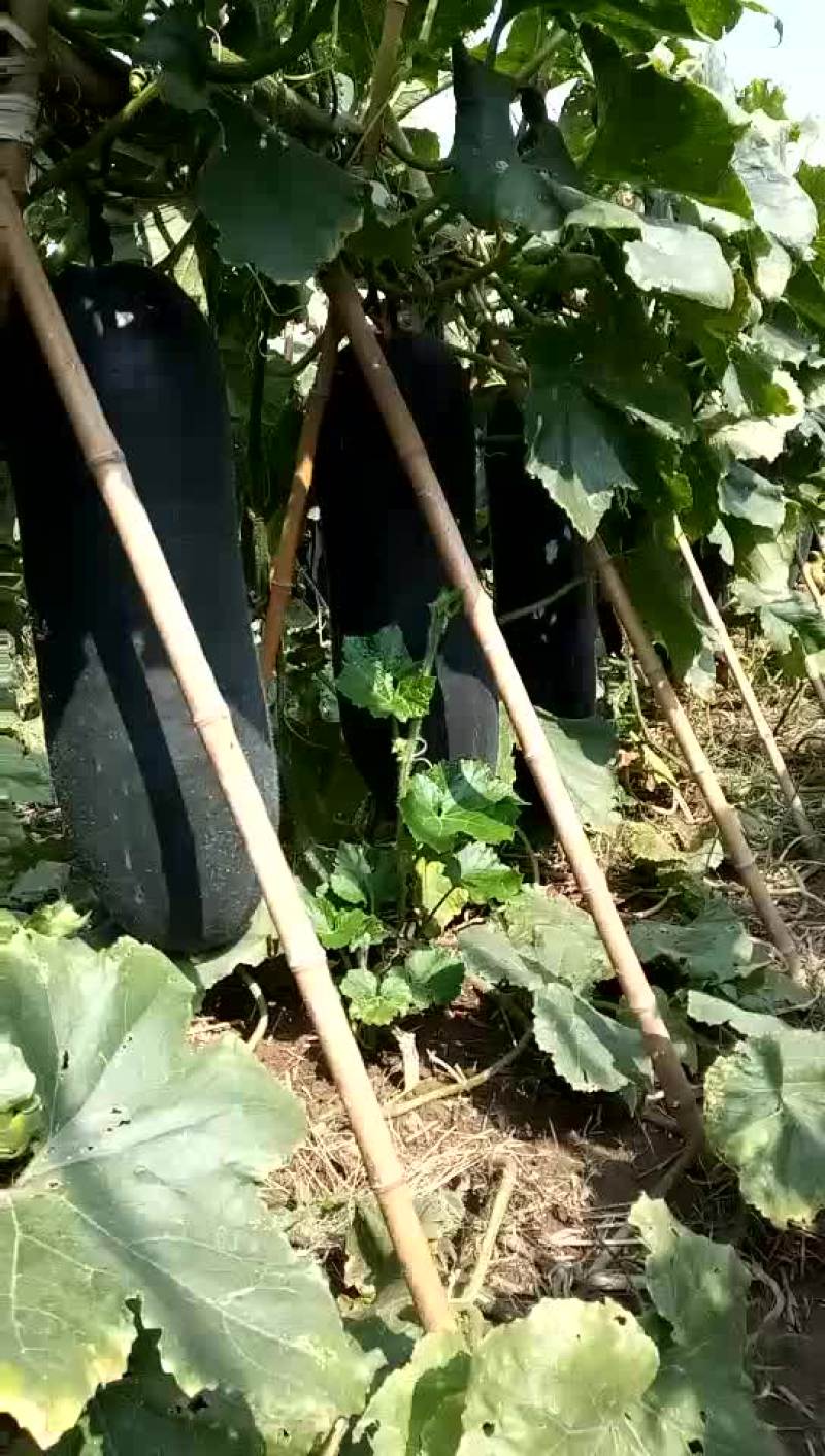 郸城县黑皮东瓜已经大量上市，欢迎老板们来电骚扰啊！