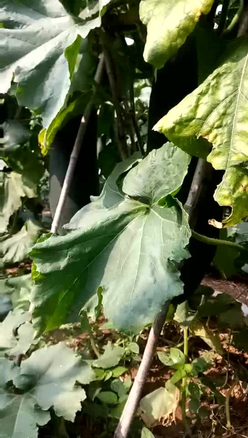 郸城县黑皮东瓜已经大量上市，欢迎老板们来电骚扰啊！