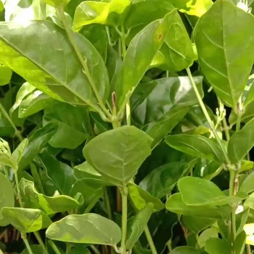 茉莉花