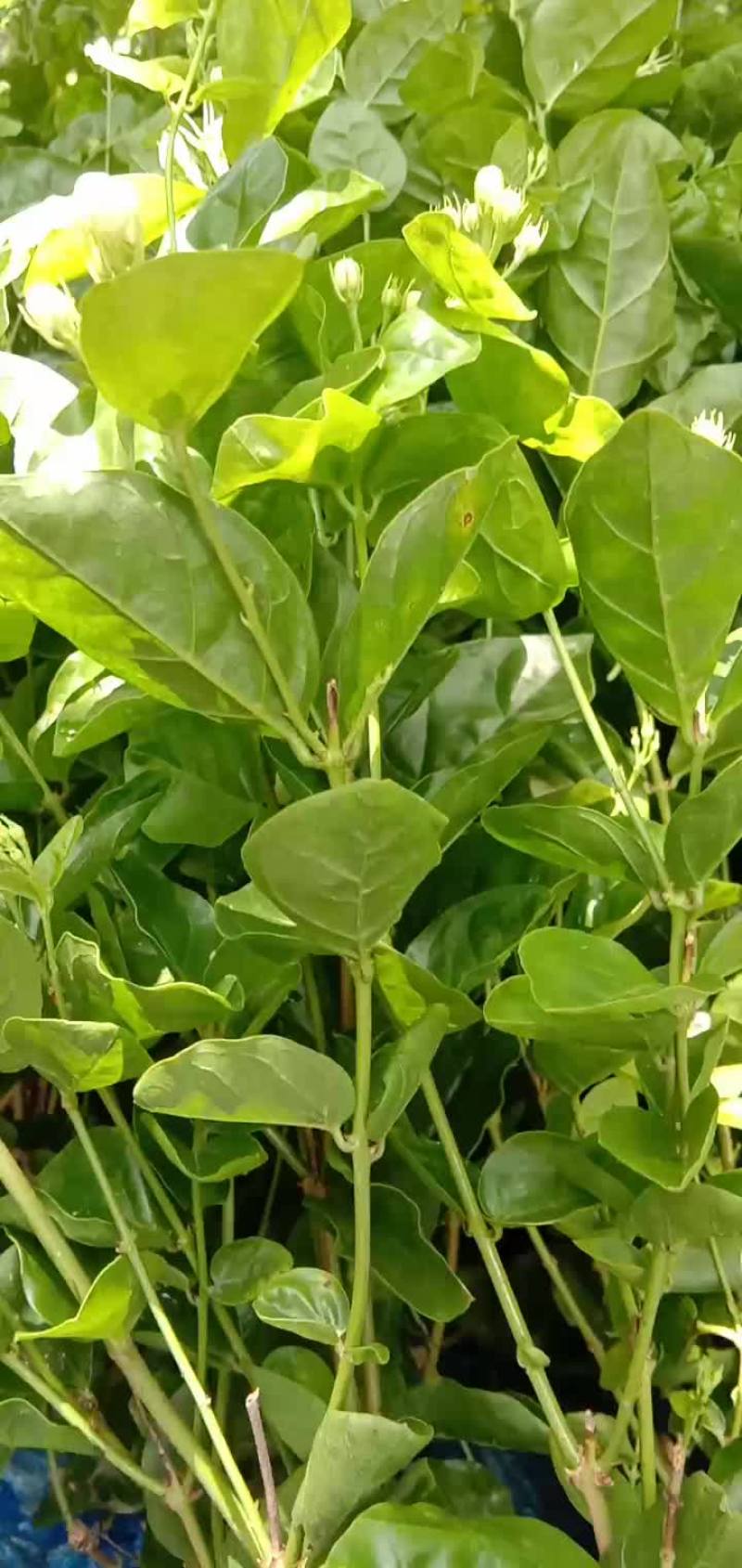 茉莉花