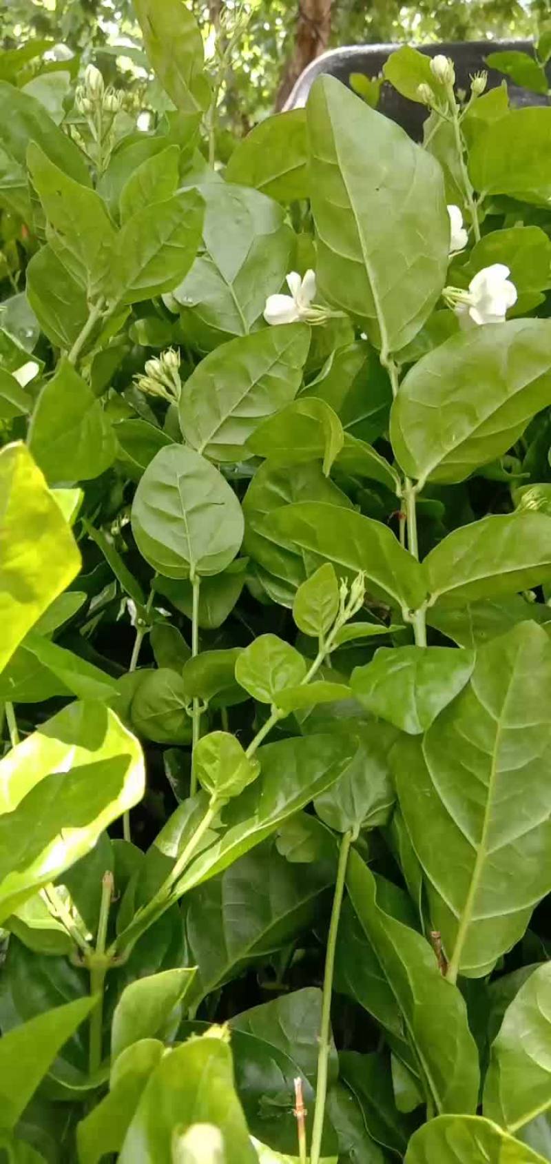 茉莉花