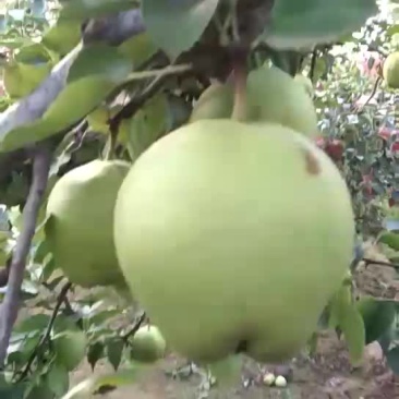 早熟梨