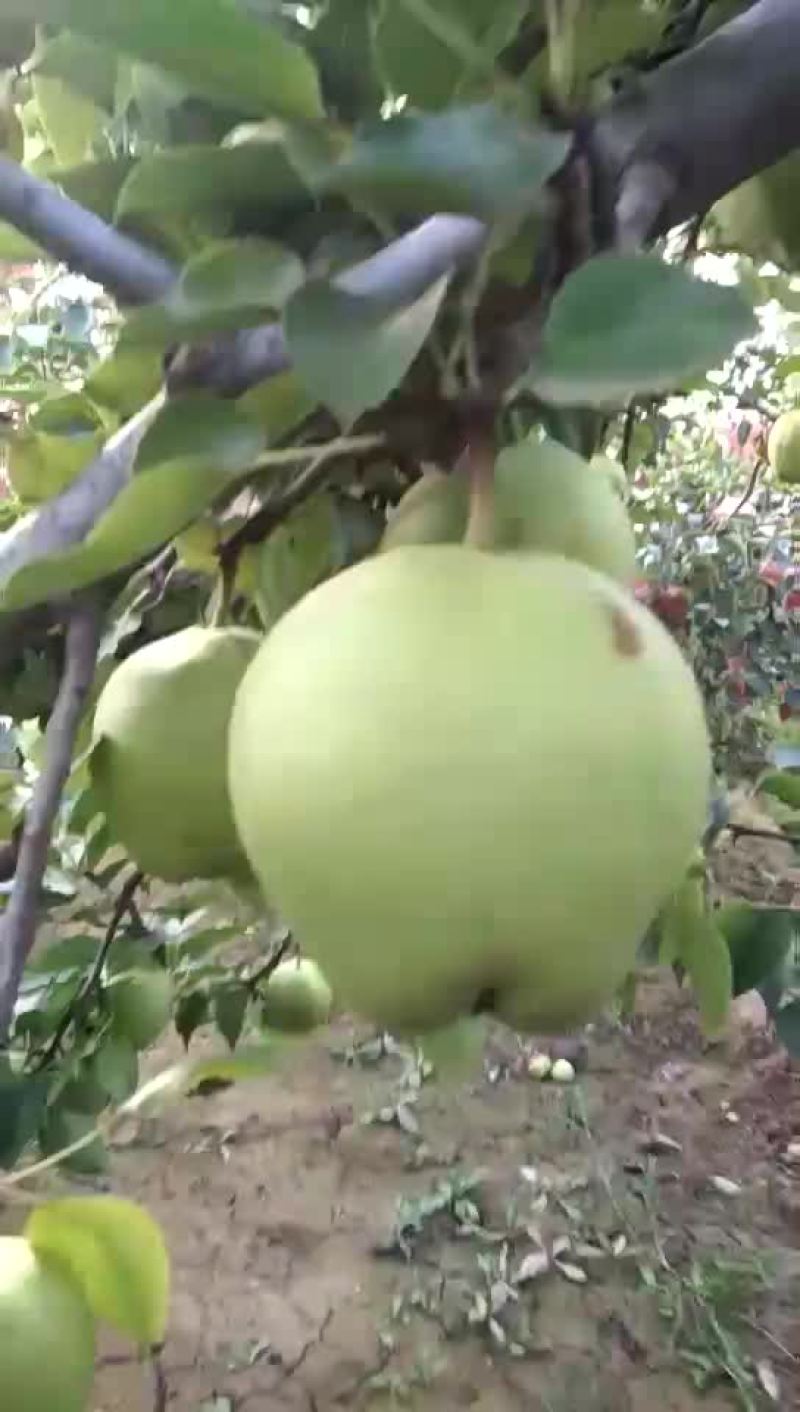 早熟梨