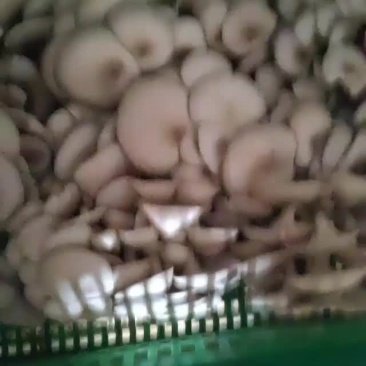 精品黑平菇头茬大量上市，，，，