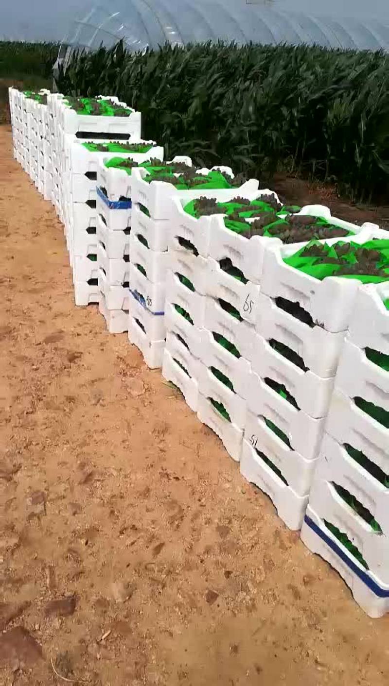 茉莉香葡萄大量上市