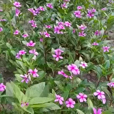 多年生草本绿植长春花盆栽园林绿化