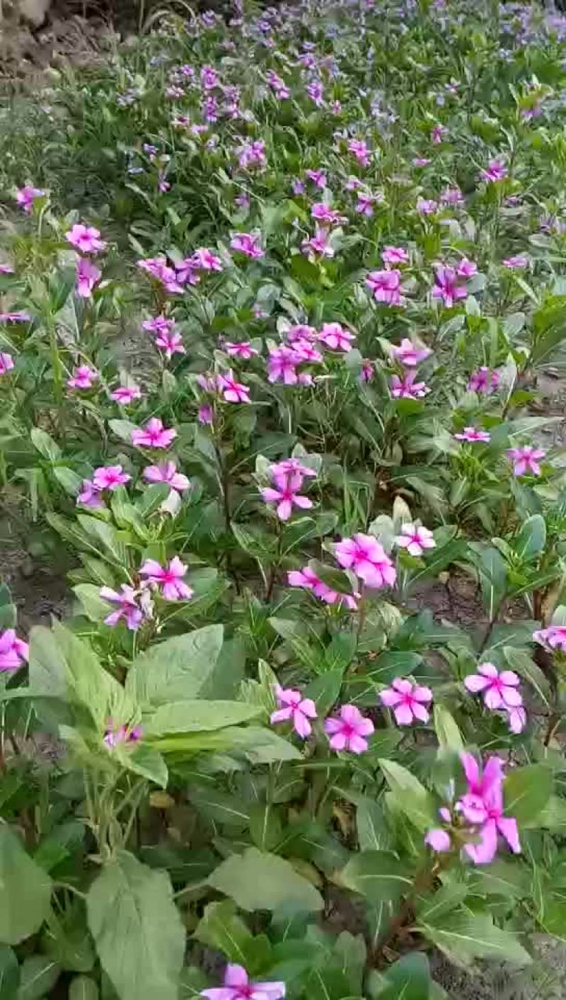 多年生草本绿植长春花盆栽园林绿化