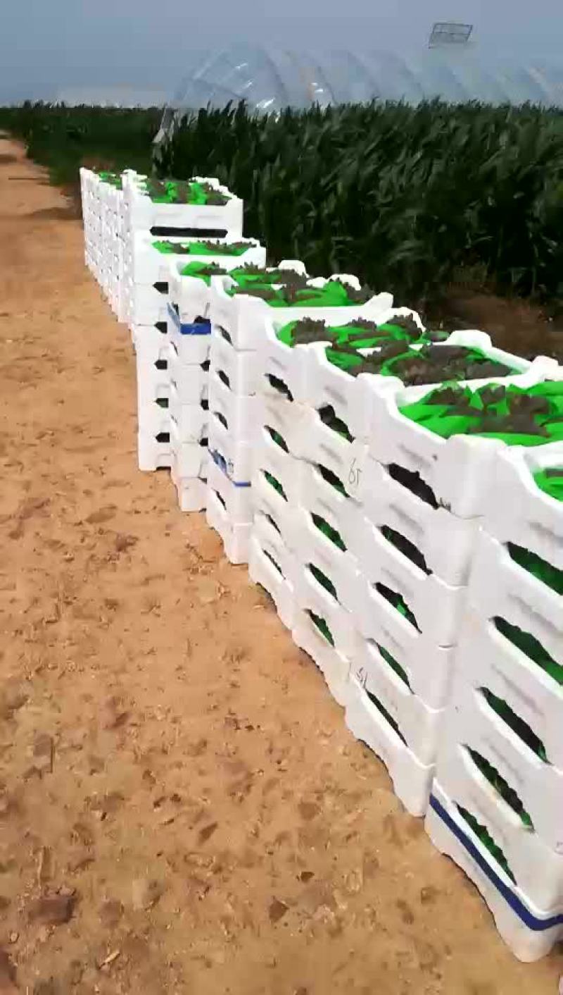 茉莉香大量上市
