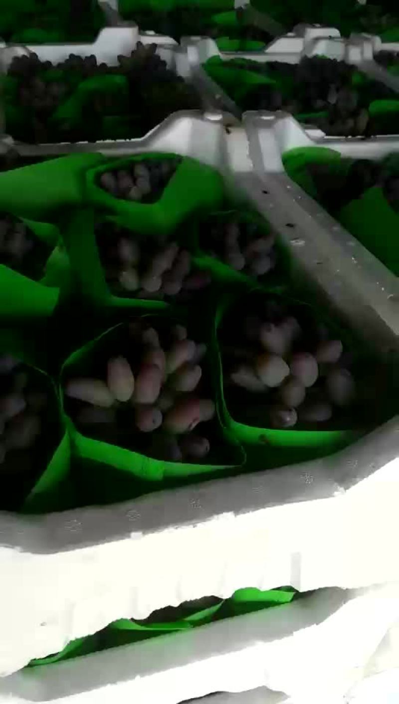 茉莉香大量上市