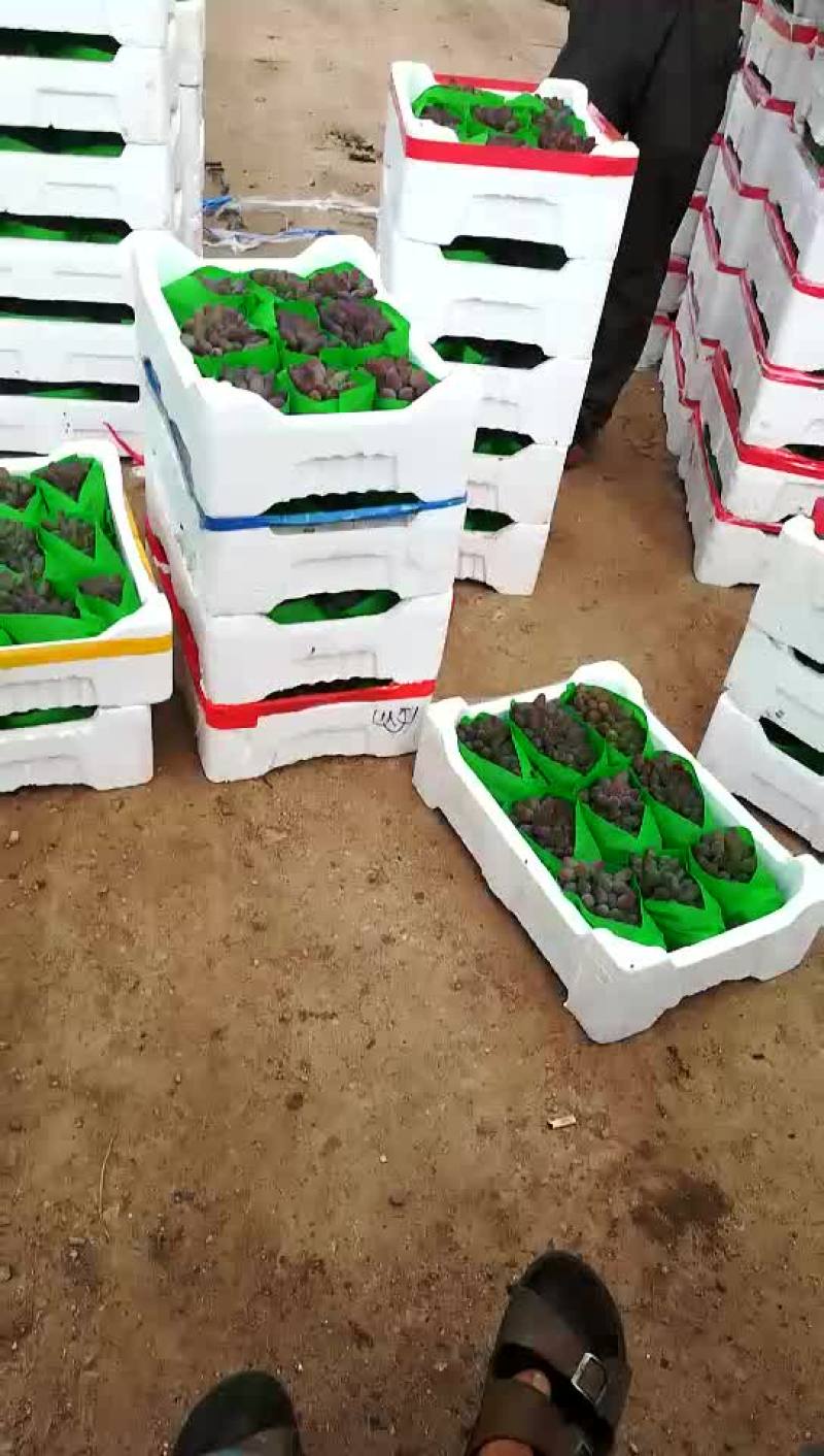 茉莉香大量上市