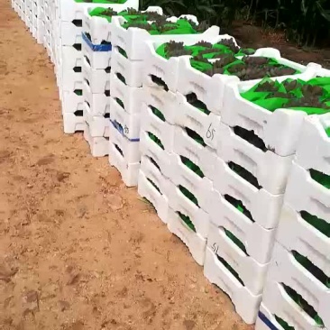 茉莉香大量上市