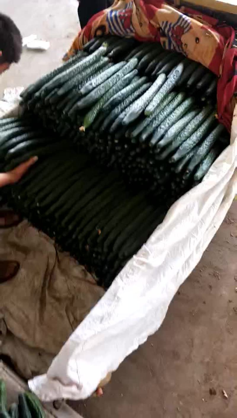 黄瓜