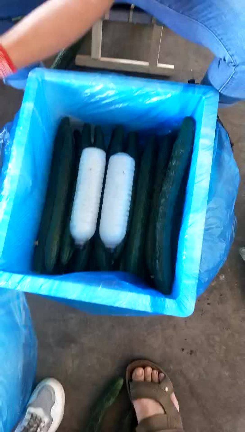 黄瓜