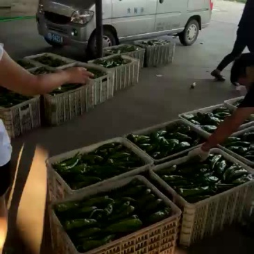 牛椒，圆椒