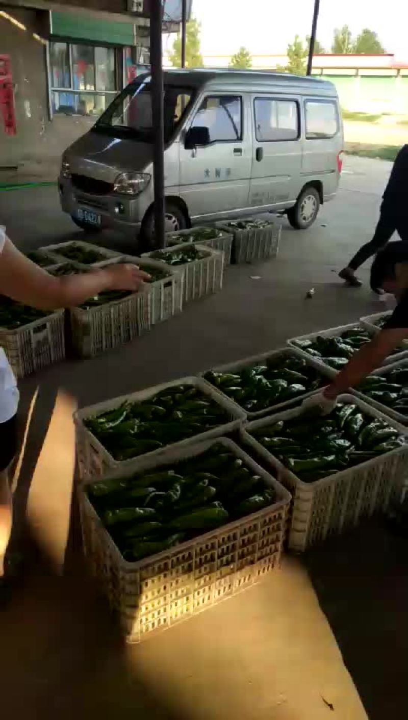 牛椒，圆椒
