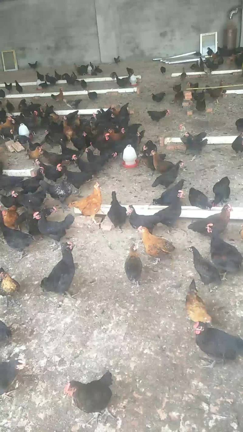 华北柴鸡