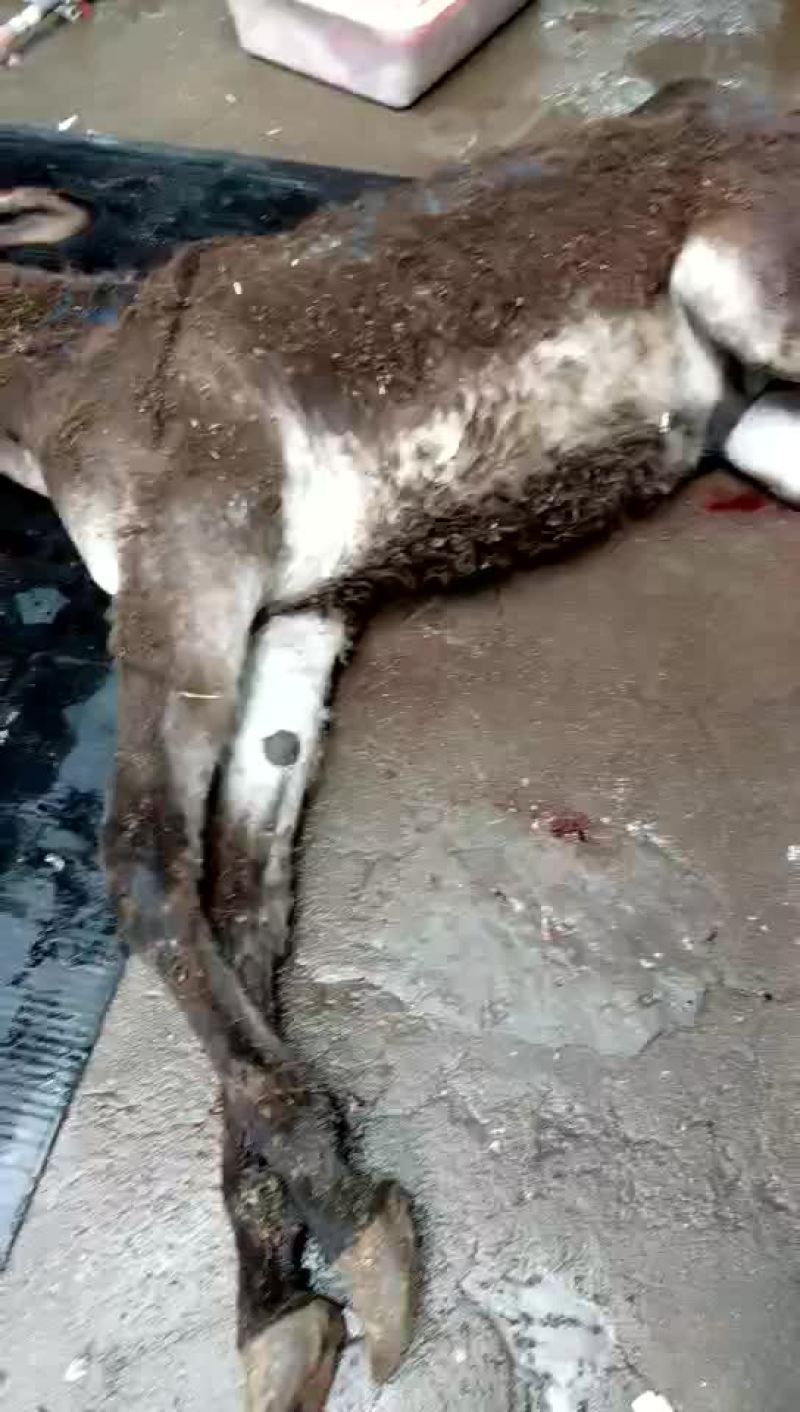 驴肉