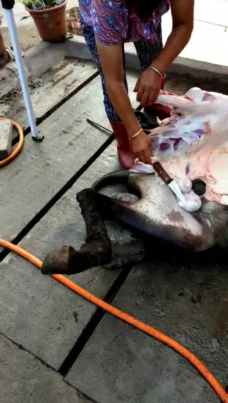 驴肉