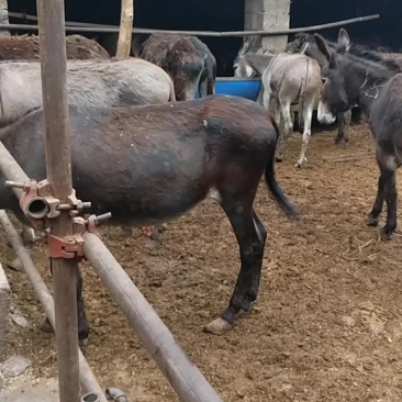 驴肉