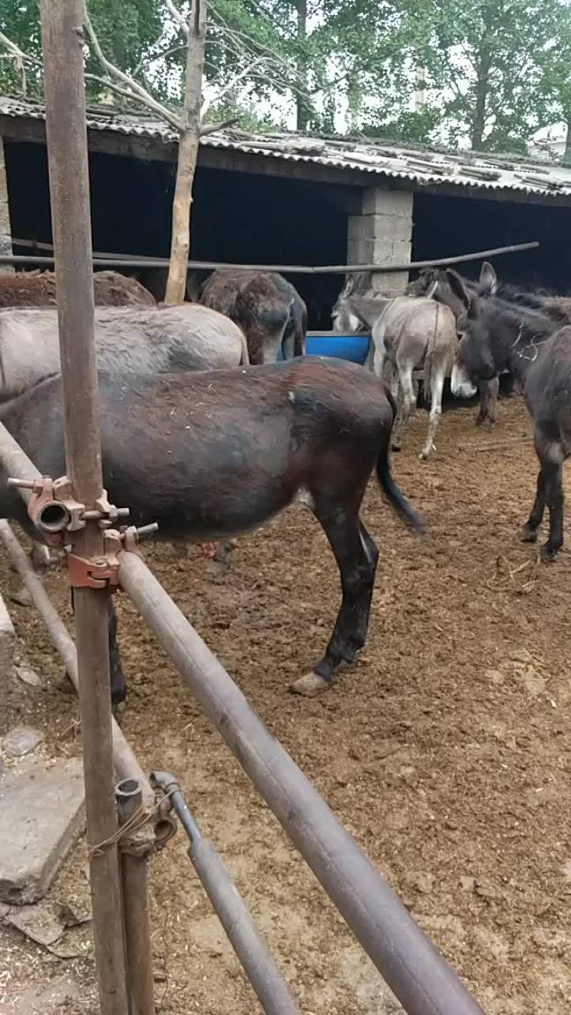 驴肉