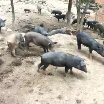 放养土猪，欢迎订购