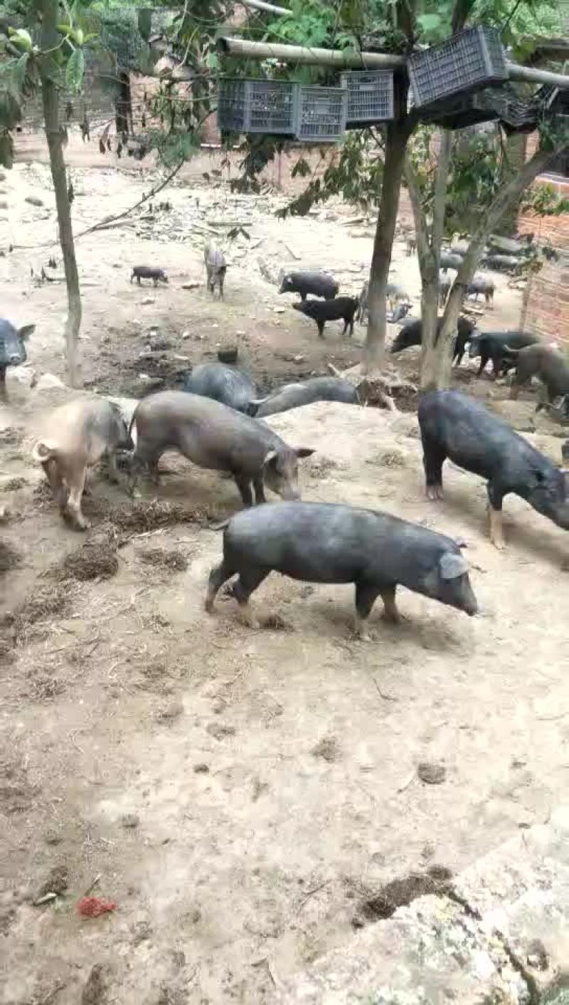 放养土猪，欢迎订购
