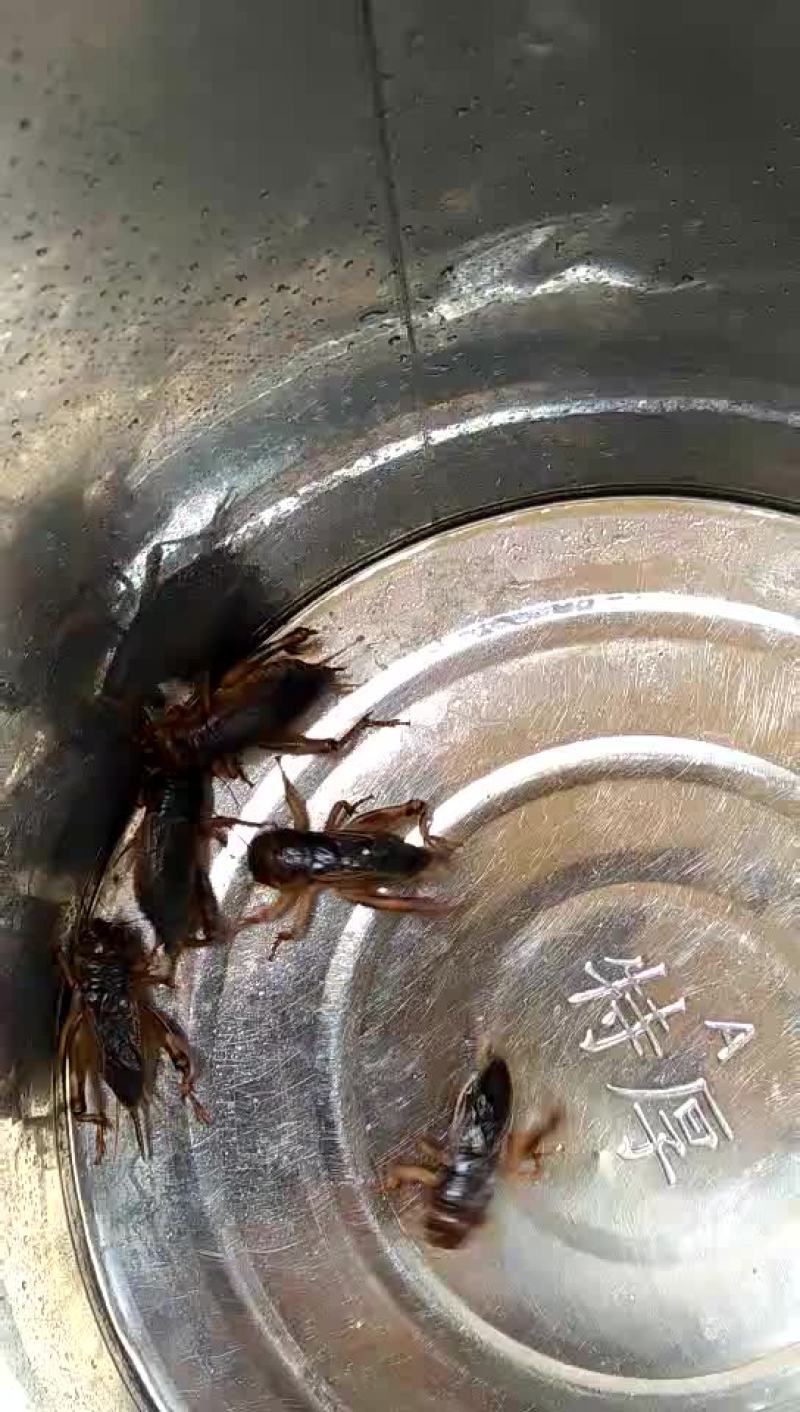 蟋蟀王